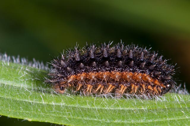 determinazione larva